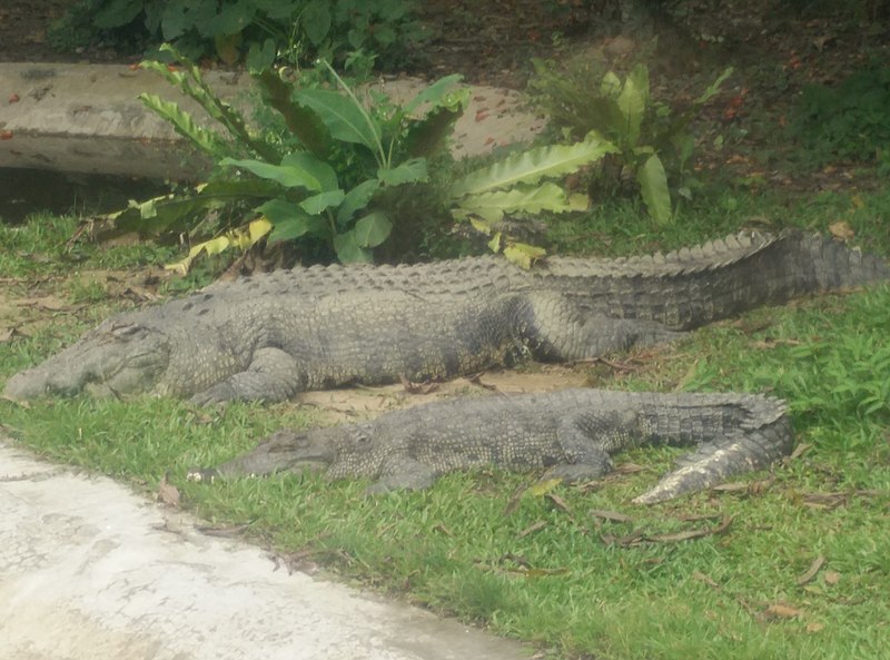 File:Crocodile in Zoo Negara Malaysia (6).jpg