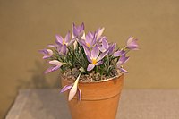 Crocus dalmaticus