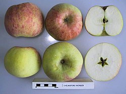 Cross section of Chelmsford Wonder, National Fruit Collection (acc. 1957-213).jpg