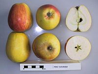 Cross section of Pero Dourada, National Fruit Collection (acc. 1952-031) .jpg