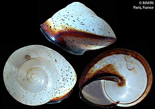 <i>Crystallopsis</i> Genus of gastropods