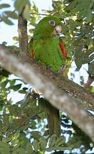 Perruche de Cuba (Aratinga euops) -dans tree-6-4c.jpg