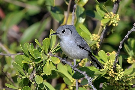 Cuban gnatcatcher (Polioptila lembeyei), Cayo Romano, Cuba