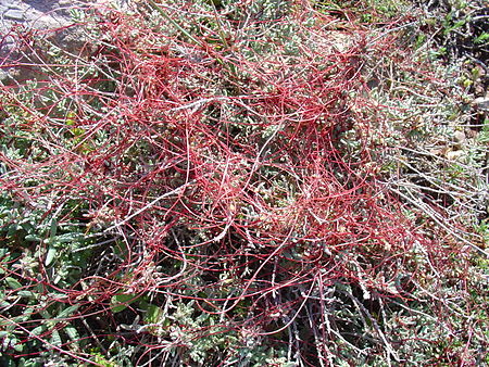 Cuscuta epithymum