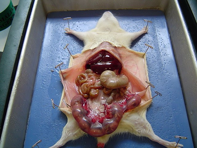 Dissecció de rata