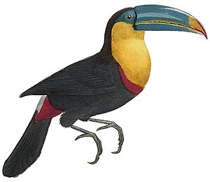 Cuvier-54-Toucan à carène.jpg