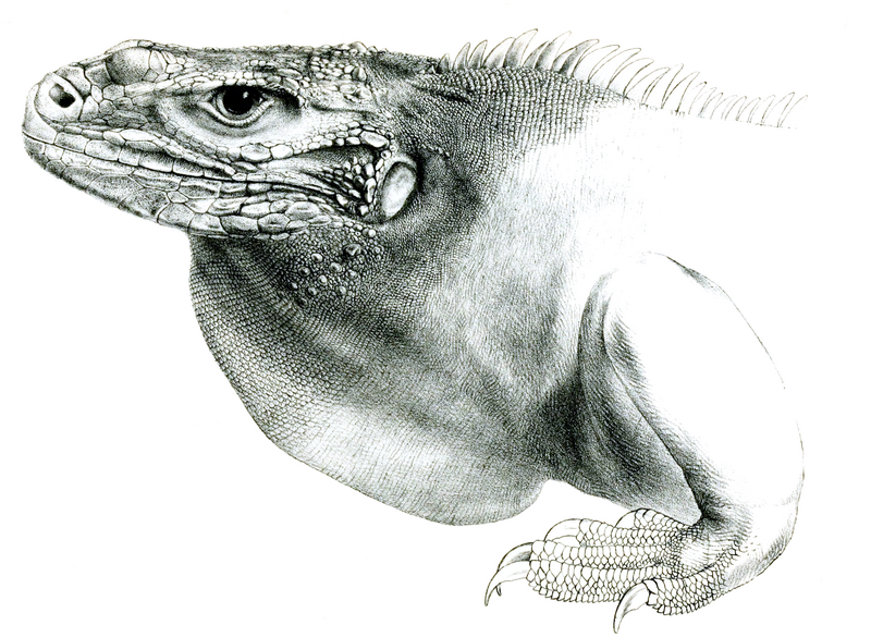 File:Cyclura collei head-PZSL1848.png