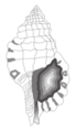 Cymatium parthenopeum shell.png