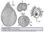 Thumbnail for Kinetofragminophora