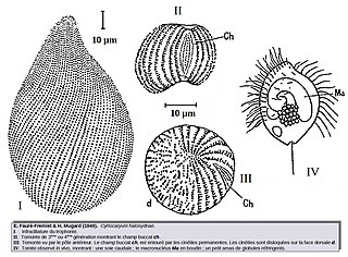 <span class="mw-page-title-main">Kinetofragminophora</span>