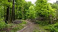 Dülmen, Naturschutzgebiet -Roruper Holz- -- 2015 -- 5979.jpg