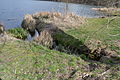 Deutsch: Mündung des Verbindungsgrabens zwischen Halbesee und Weinbergsee in den Weinbergsee bei der Badestelle, Diedersdorf, Gemeinde Vierlinden, Teil des Landschaftsschutzgebietes "Seenkette des Platkower Mühlenfließes / Heidelandschaft Worin".