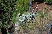 English: Unidentified disease on Opuntia ficus-indica (carmine?), Andalucia, Spain