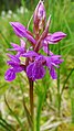 Dactylorhiza vosagiaca Germany - Eppenbrunn, Wasgau