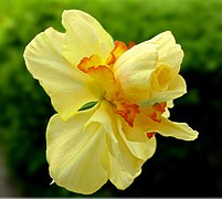 Narcissus 'Tahiti' (Daffodil) Blossom