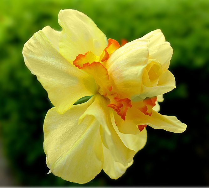 File:Daffodil -- Narcissus 'Tahiti'.jpg