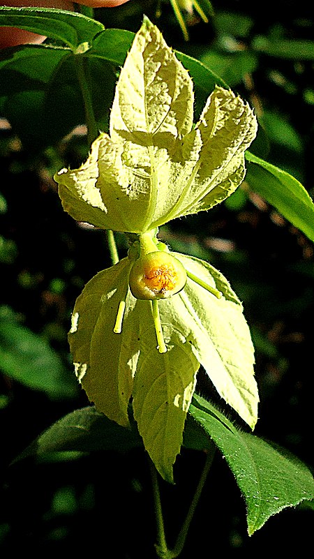 Dalechampia peckoltiana