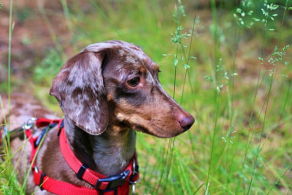 Dapple dachshund with spotted coat