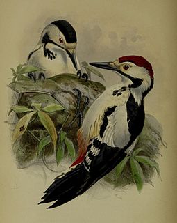 Sind woodpecker Species of bird