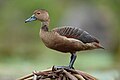 Lesser Whistling Duck (Dendrocygna javanica), Gardens By the Bay, Singapore