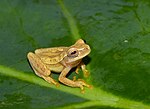 Dendropsophus microcephalus Dendropsophus microcephalus01a.jpg