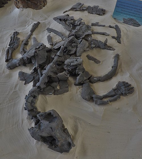 A large fossil skeleton of Desmatochelys padillai is presented on a bed of sand