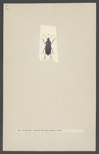 File:Dicaelus - Print - Iconographia Zoologica - Special Collections University of Amsterdam - UBAINV0274 001 01 0057.tif