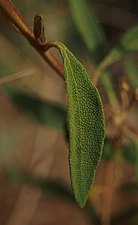 Dicrastylis exsuccosa leaf.jpg