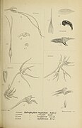 Bulbophyllum longerepens fig. 330