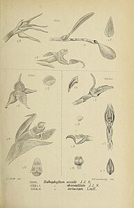 fig. 340 Bulbophyllum sessile Bulbophyllum clandestinum fig. 341 Bulbophyllum absconditum fig. 342 Bulbophyllum tortuosum