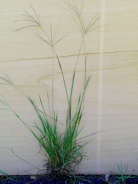 File:Digitaria violascens plant7 (7117465533).jpg