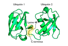 Diagram of lysine 48-linked diubiquitin. The linkage between the two ubiquitin chains is shown in orange. Diubiquitin-lysine-48.png