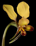 Diuris corymbosa