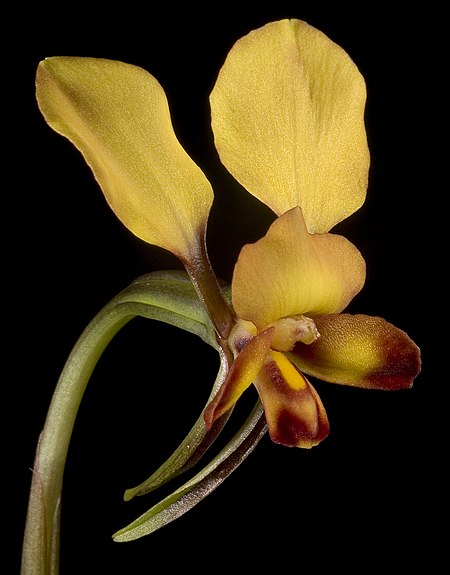 Diuris corymbosa (6280347066).jpg