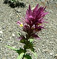 Čeština: Černýš roklní (Melampyrum arvense) v přírodní památce Divoká rokle u Ústí nad Labem English: Melampyrum arvense in natural monument Divoká rokle near Ústí nad Labem