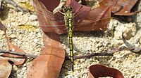 Dragonfly yellow black dorsal closer (15502645773).jpg