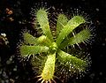 Drosera trinervia Darwiniana.jpg