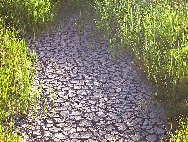 File:Drought in the wetlands of the Coorong National Park.jpg