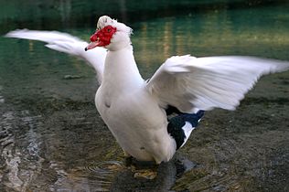 Muscovy Duck