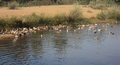 Ducks swimming in Gadananathi river in Poovankurichi