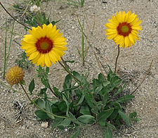 Gaillardia (blanketflower) DwBlanketflower.jpg