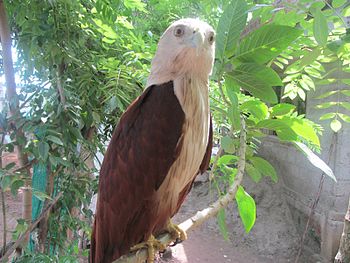 Eagle Kottayam.jpg