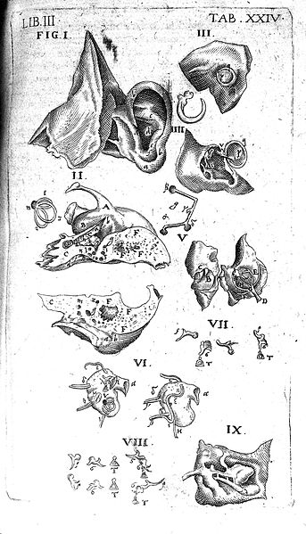 File:Ear, 17th century Wellcome L0007987.jpg