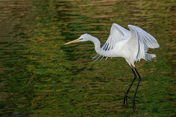 Eastern great egret landing at Tennōji Park in Osaka.