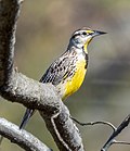 Thumbnail for File:Eastern meadowlark in CP (60344).jpg