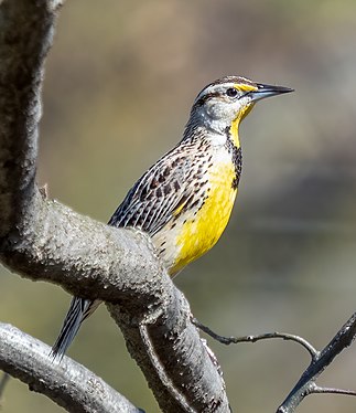 Eastern meadowlark in Central Park