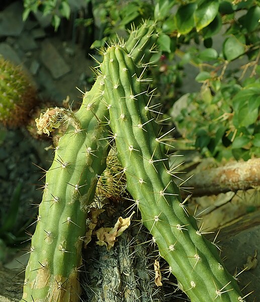 File:Echinocereus pensilis 2020-02-08 7676.jpg