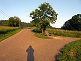 Edelkastanie mit Bank am Schlossweg Ecke Buckweg in Merzhausen