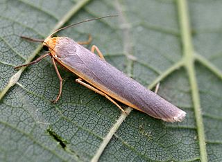<i>Manulea complana</i> Species of moth