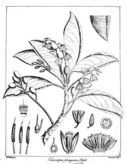 <i>Elaeocarpus ferrugineus</i> Species of flowering plant in the family Elaeocarpaceae